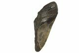 Partial Fossil Megalodon Tooth - South Carolina #321278-1
